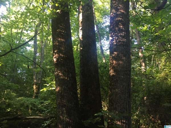 291 Acres of Recreational & Residential Land for Sale in Ider, Alabama