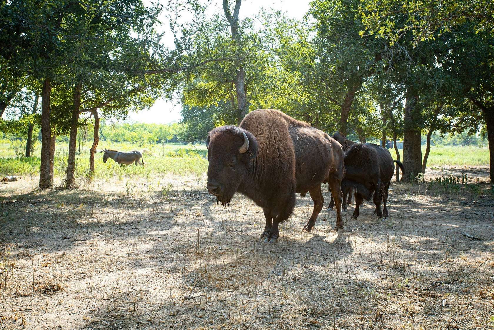 34 Acres of Improved Land for Sale in Palo Pinto, Texas