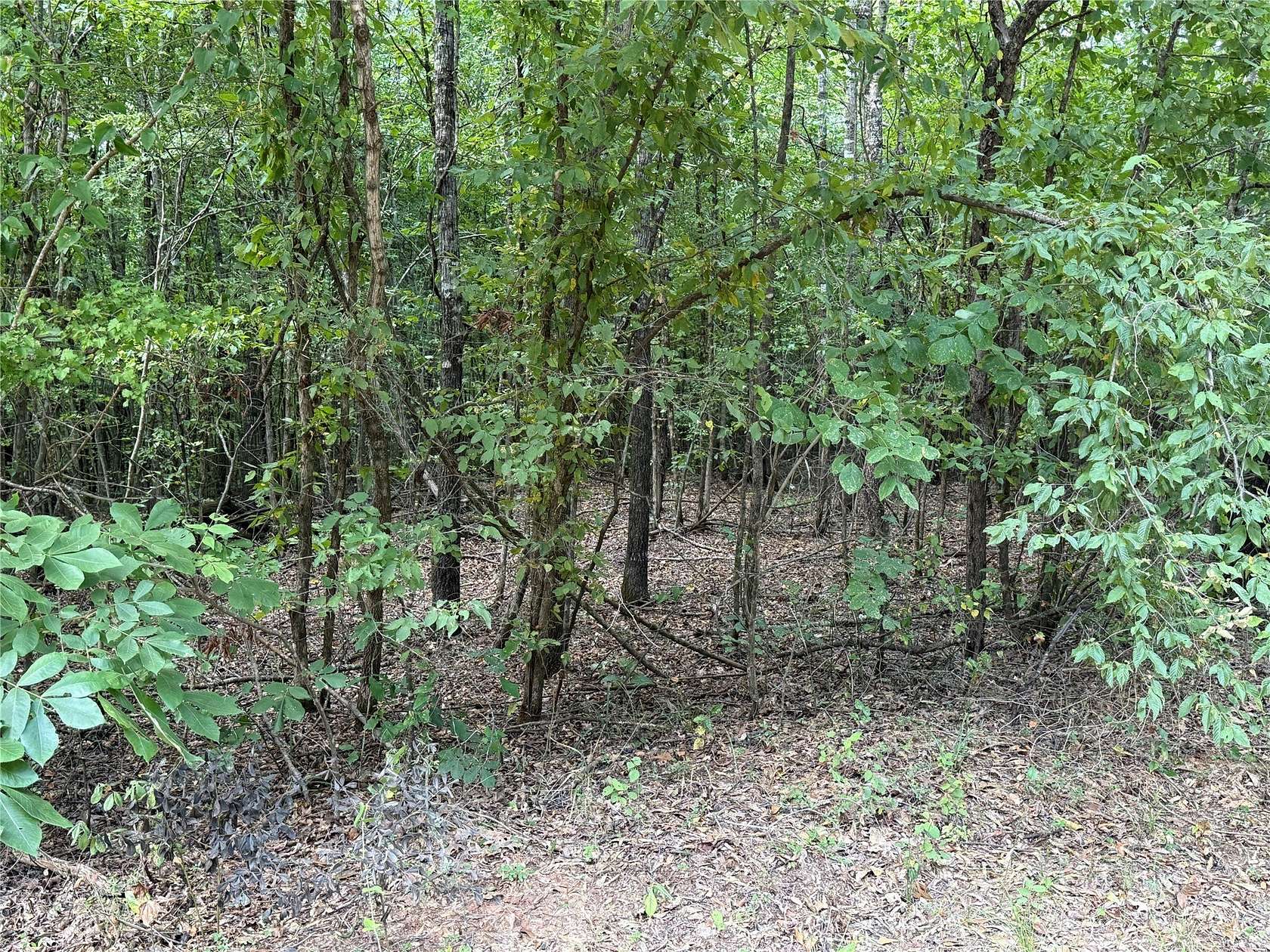 22.4 Acres of Recreational & Residential Land for Sale in Simms, Texas