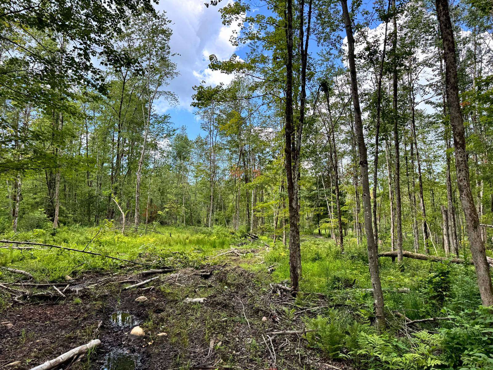 29.2 Acres of Recreational Land for Sale in Western Town, New York