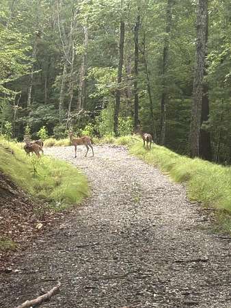 1.5 Acres of Residential Land for Sale in Morganton, Georgia
