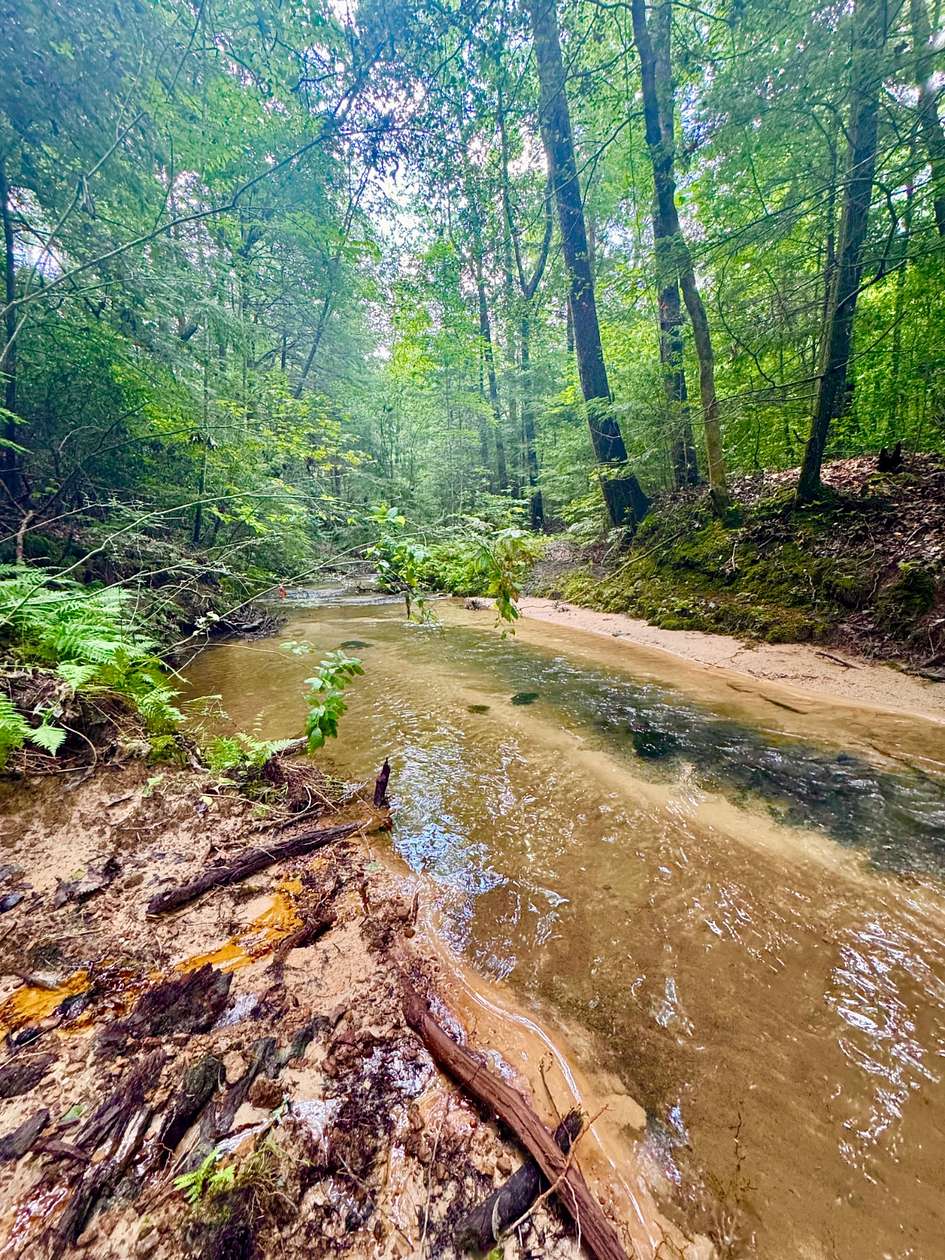 142 Acres of Land for Sale in Ashridge, Alabama