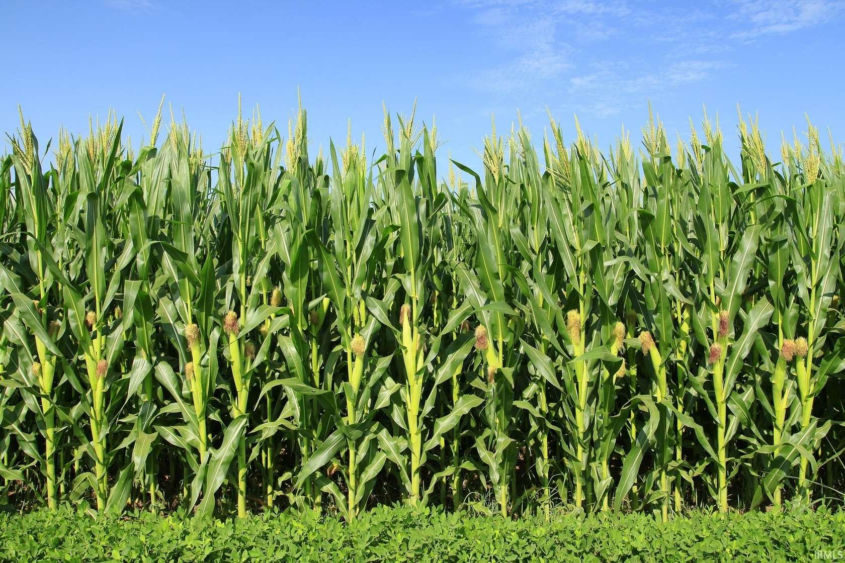 80 Acres of Agricultural Land for Sale in North Liberty, Indiana