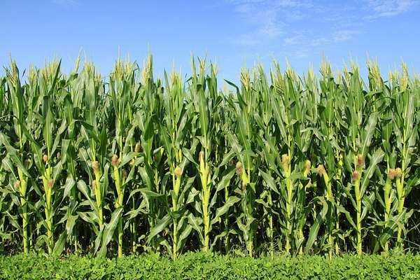 80 Acres of Agricultural Land for Sale in North Liberty, Indiana