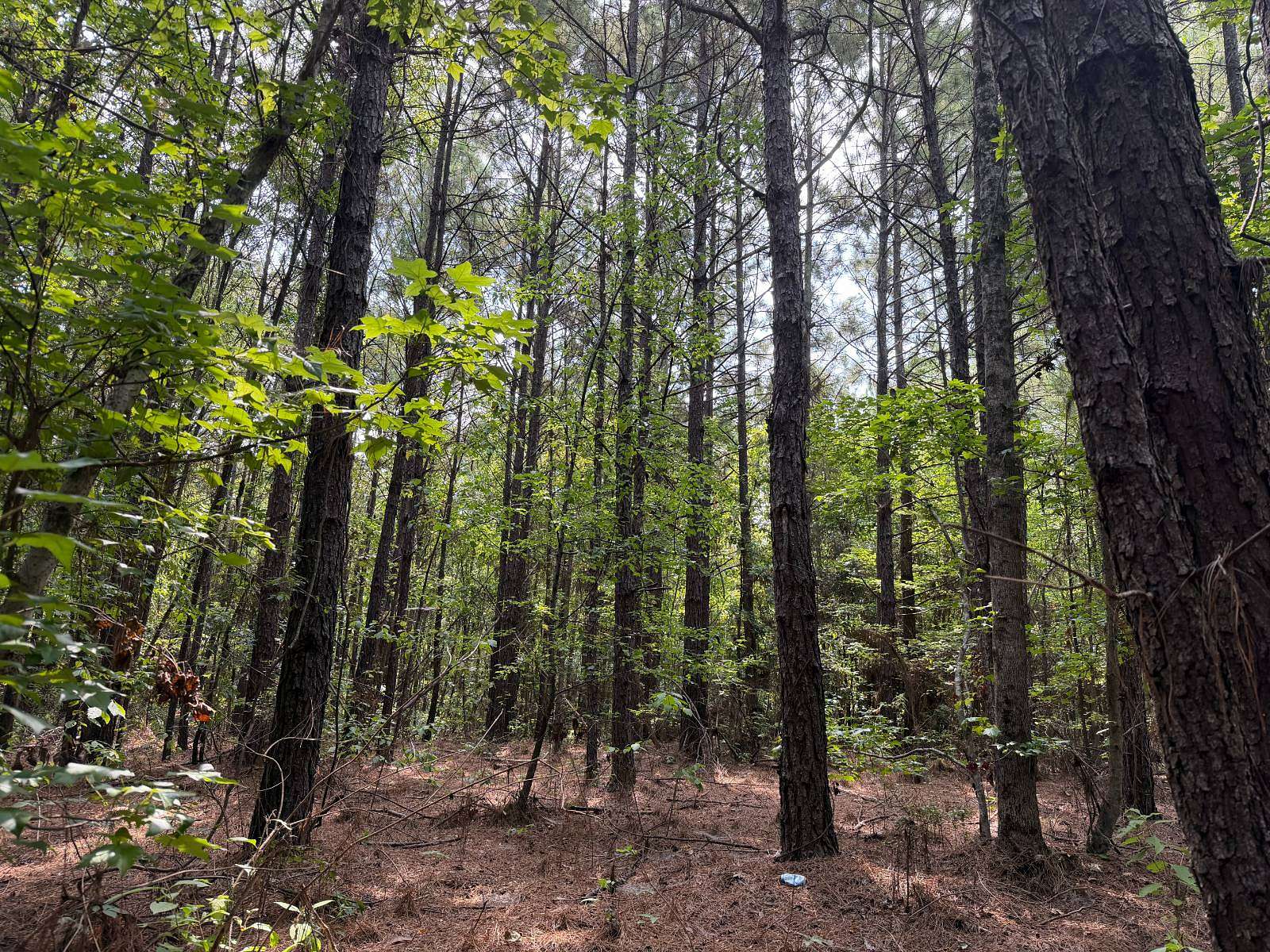 30 Acres of Land for Sale in Zwolle, Louisiana