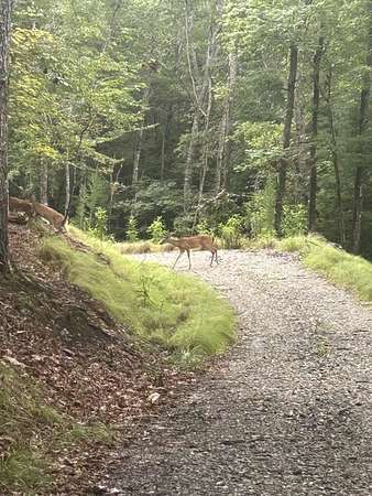 1.5 Acres of Residential Land for Sale in Morganton, Georgia