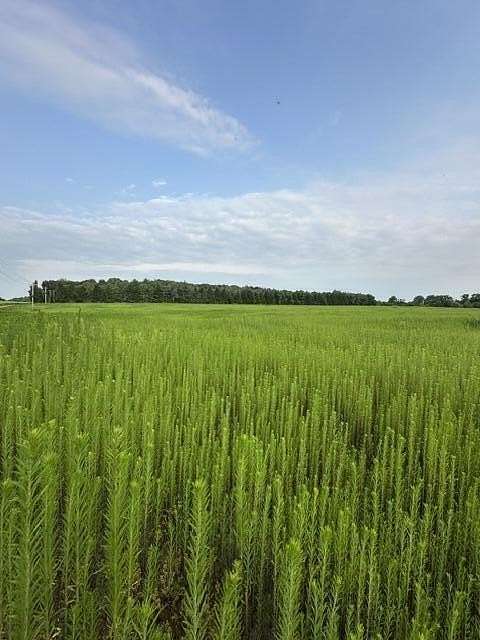 30 Acres of Agricultural & Residential Land for Sale in Schoolcraft, Michigan