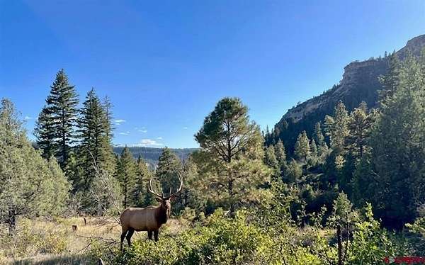 206 Acres of Land for Sale in Pagosa Springs, Colorado
