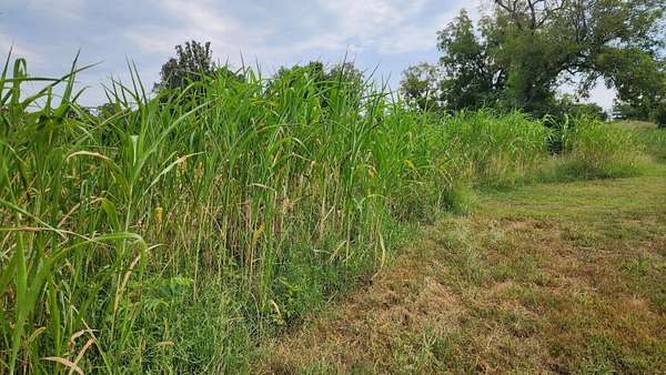 19.4 Acres of Recreational Land for Sale in Theodosia, Missouri