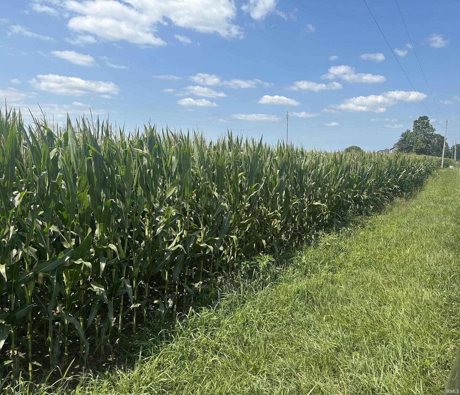 78.5 Acres of Agricultural Land for Sale in Gaston, Indiana
