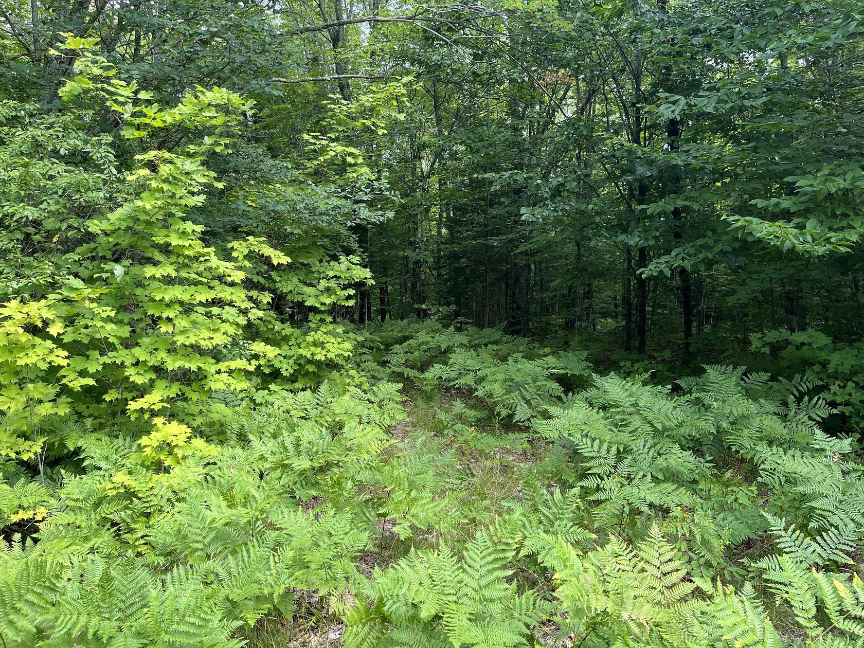 20 Acres of Recreational Land for Sale in Newberry, Michigan