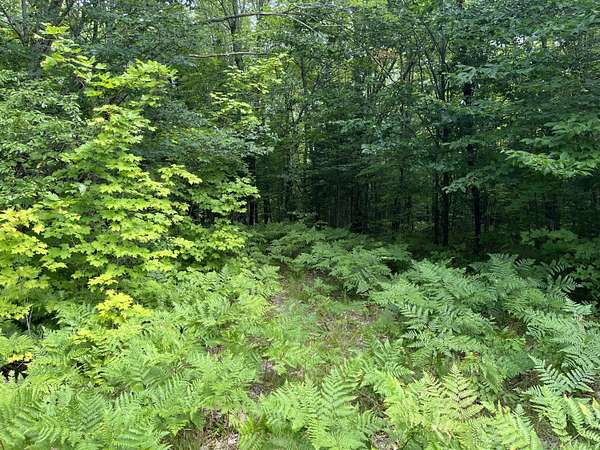 20 Acres of Recreational Land for Sale in Newberry, Michigan