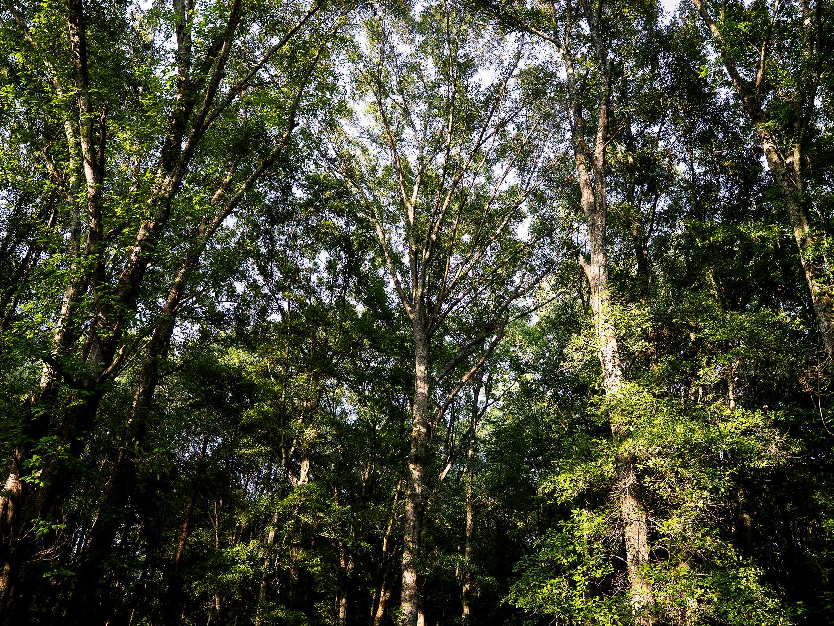 70.4 Acres of Land for Sale in Montezuma, Georgia
