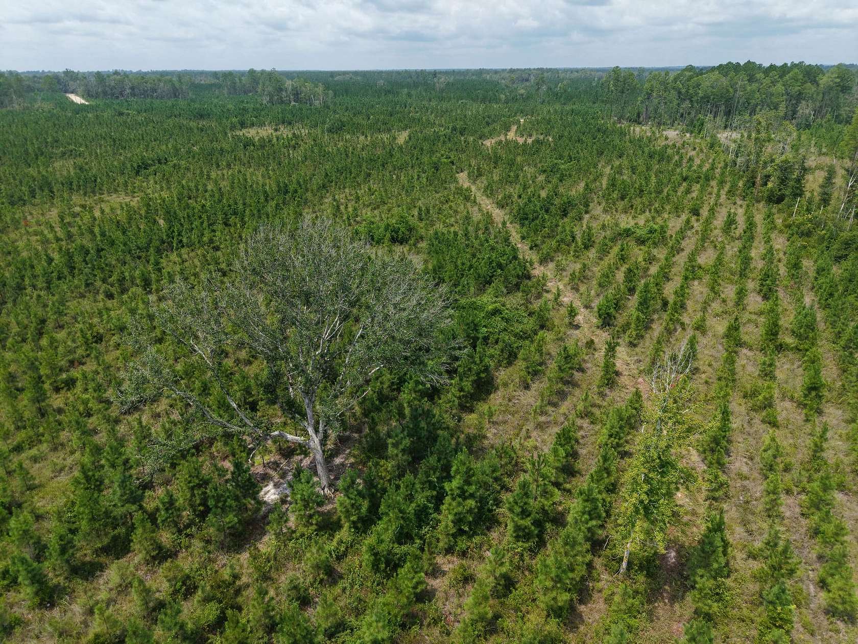 25.1 Acres of Recreational Land for Sale in White Oak, Georgia