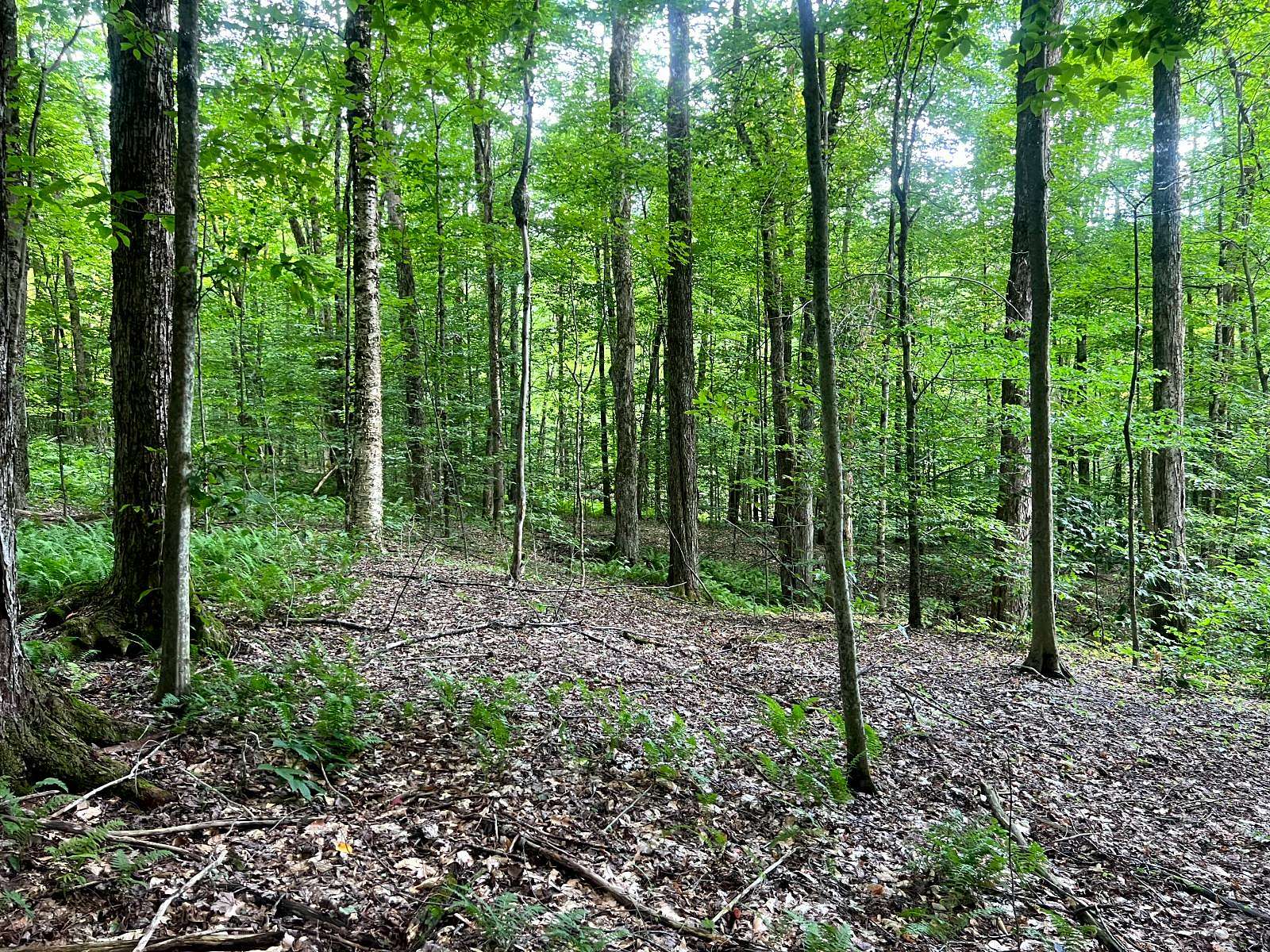 60 Acres of Recreational Land for Sale in Western Town, New York