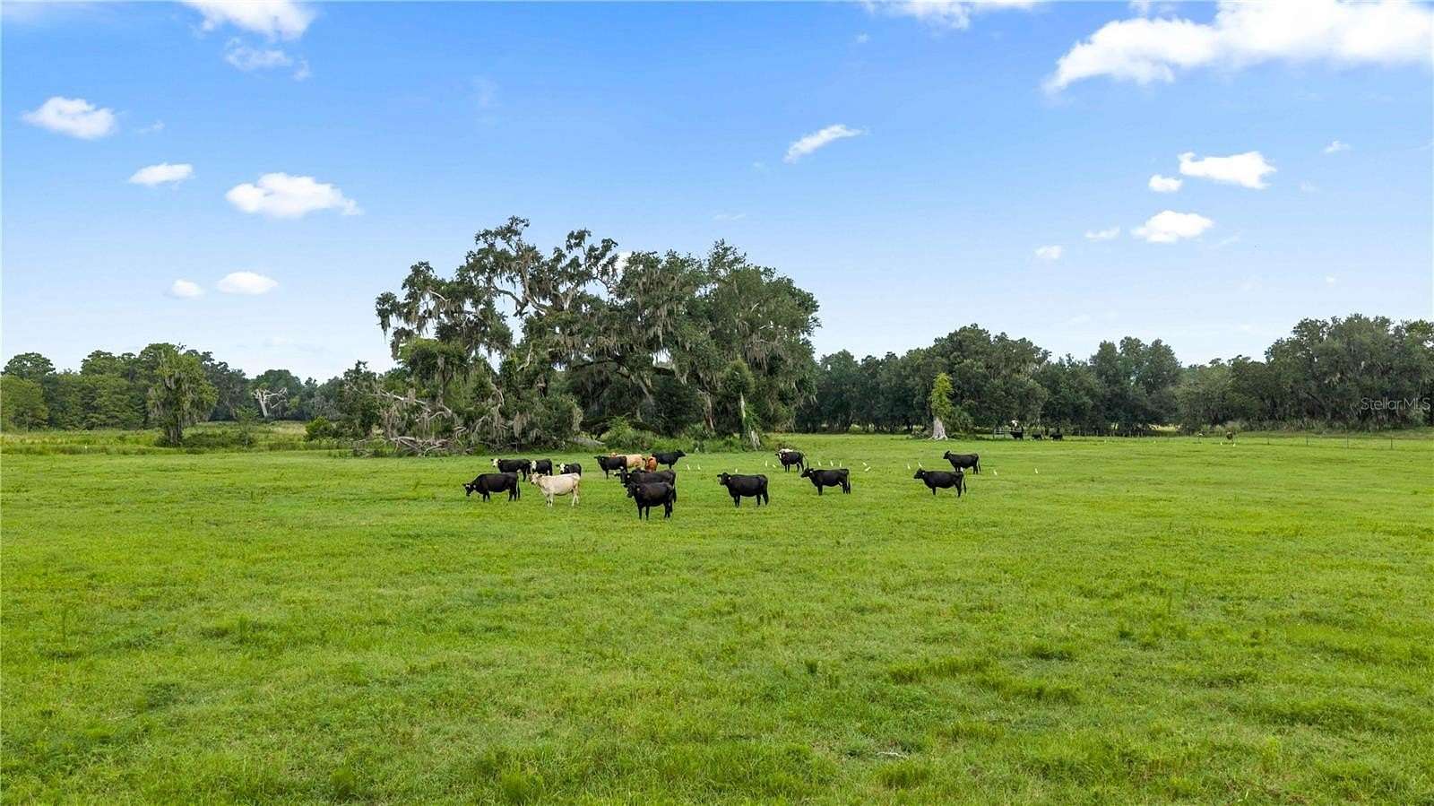 200 Acres of Land for Sale in Webster, Florida