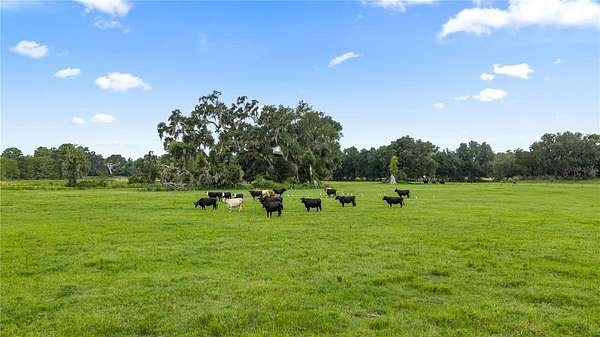 200 Acres of Land for Sale in Webster, Florida