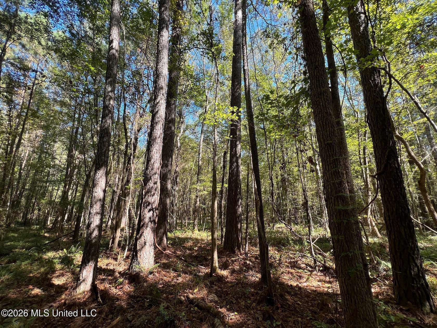 38.4 Acres of Recreational Land for Sale in Roxie, Mississippi