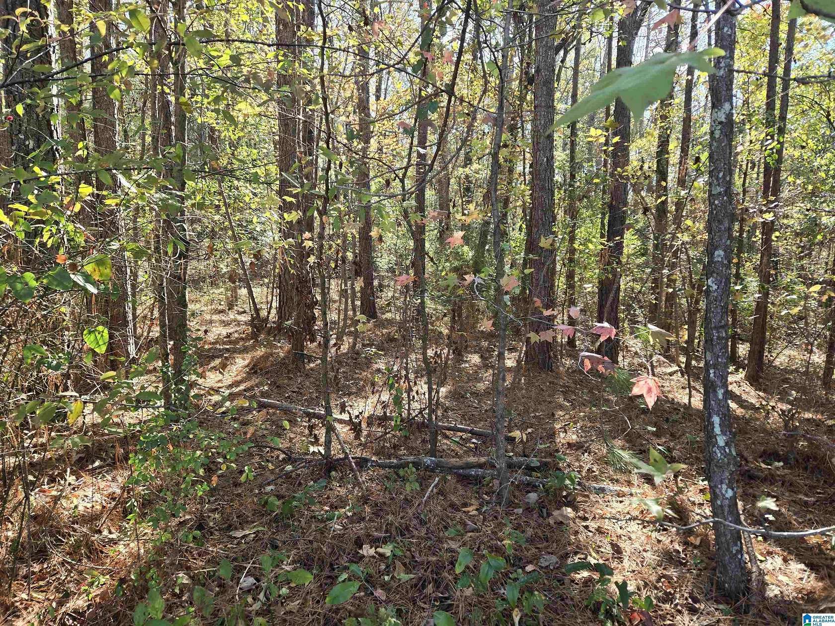 1 Acre of Residential Land for Sale in Oneonta, Alabama