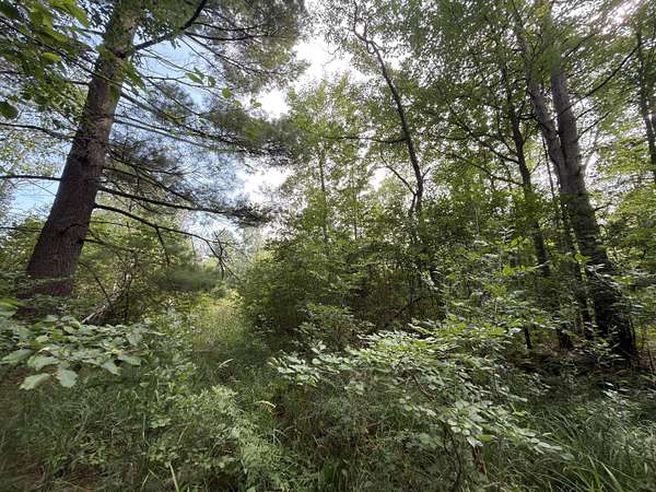 40 Acres of Recreational Land for Sale in Manistee, Michigan