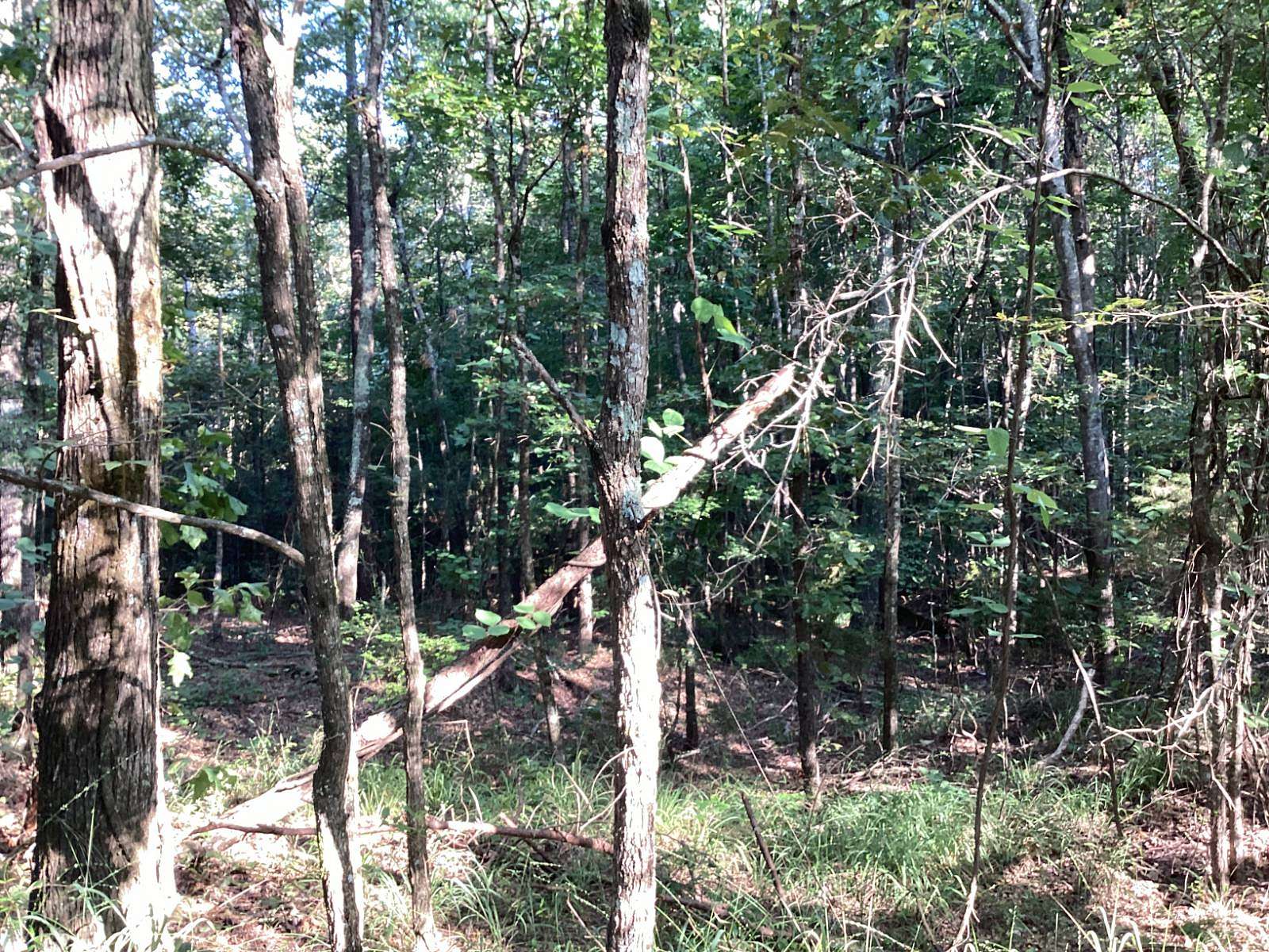 20 Acres of Land for Sale in Philadelphia, Mississippi
