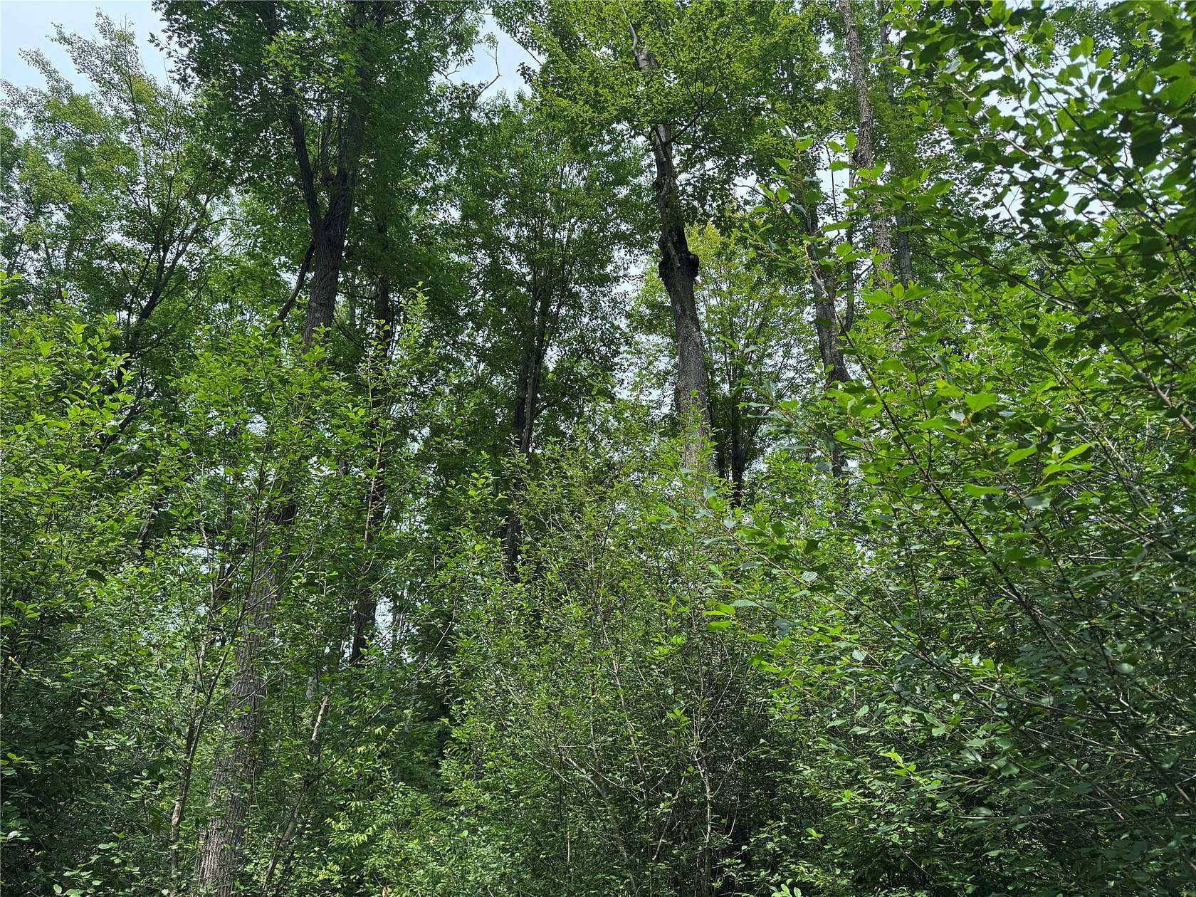 40 Acres of Recreational Land for Sale in Marshfield, Wisconsin