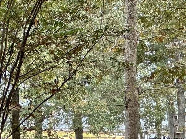 0.22 Acres of Residential Land for Sale in Hemphill, Texas