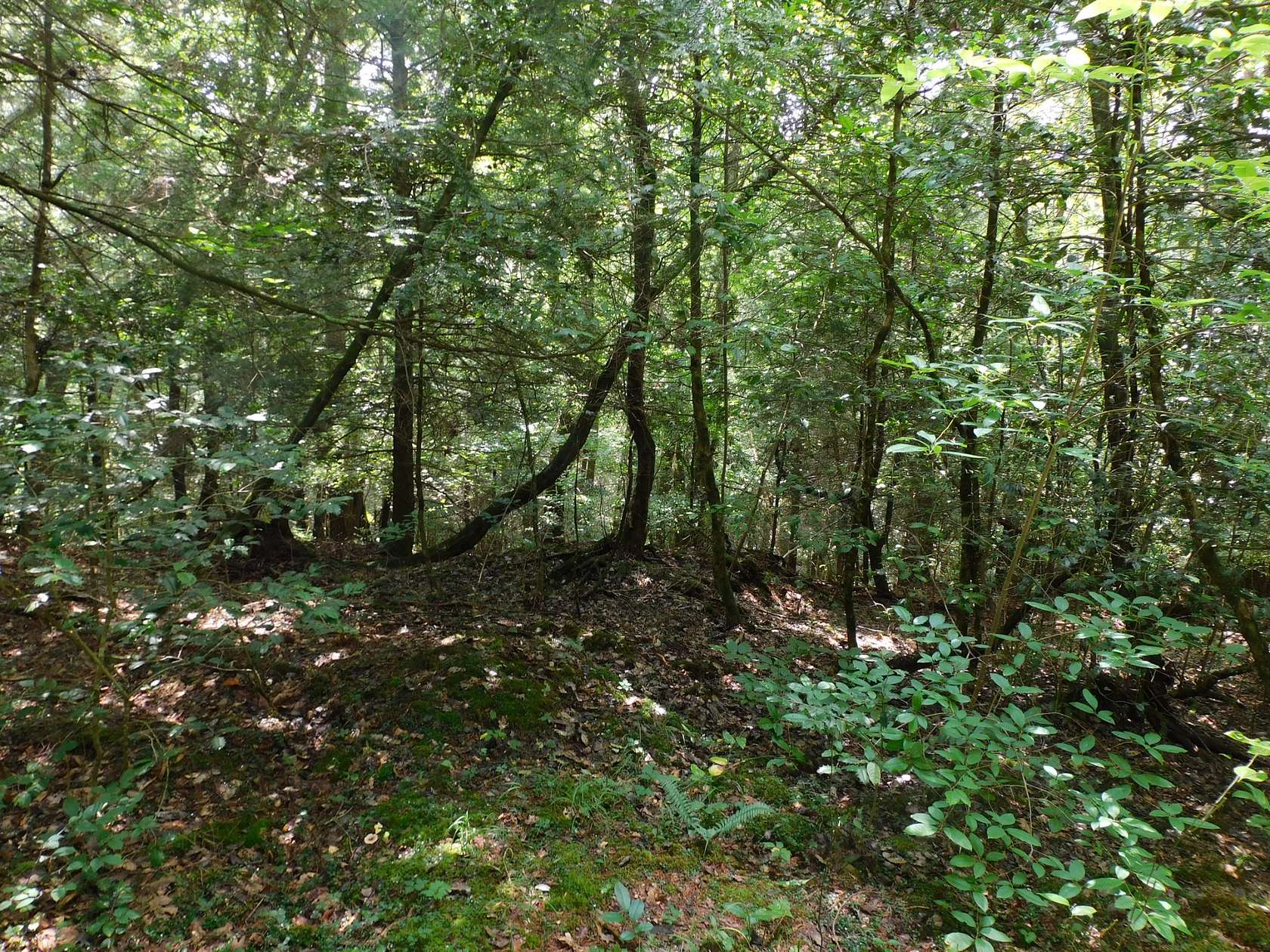 19.7 Acres of Land for Sale in Coalmont, Tennessee