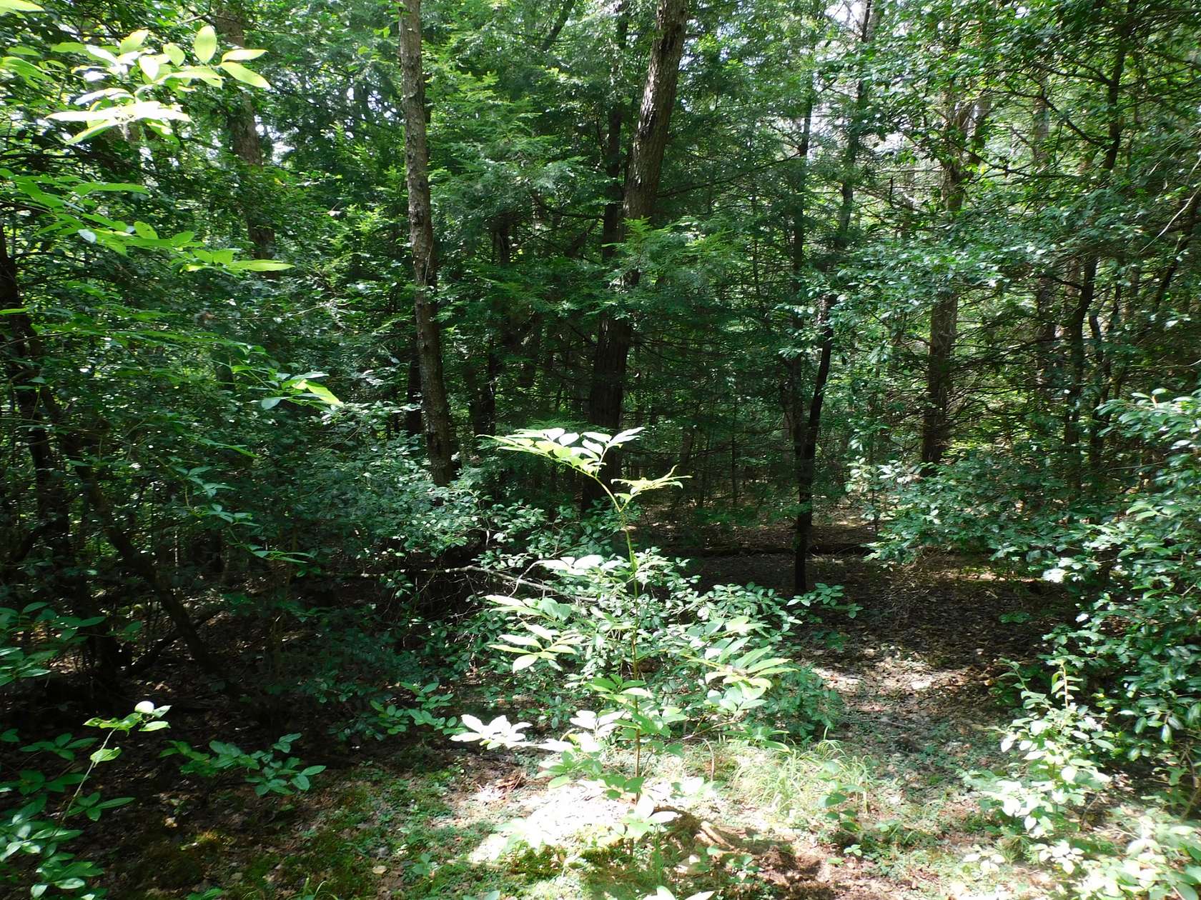19.7 Acres of Land for Sale in Coalmont, Tennessee