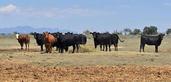 20 Acres of Land for Sale in Moriarty, New Mexico