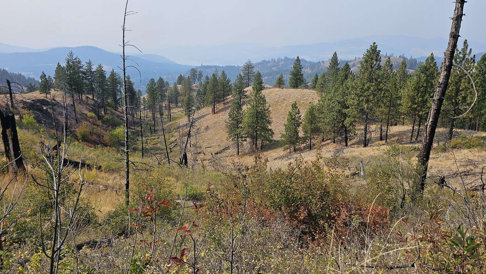 20 Acres of Land for Sale in Colville, Washington