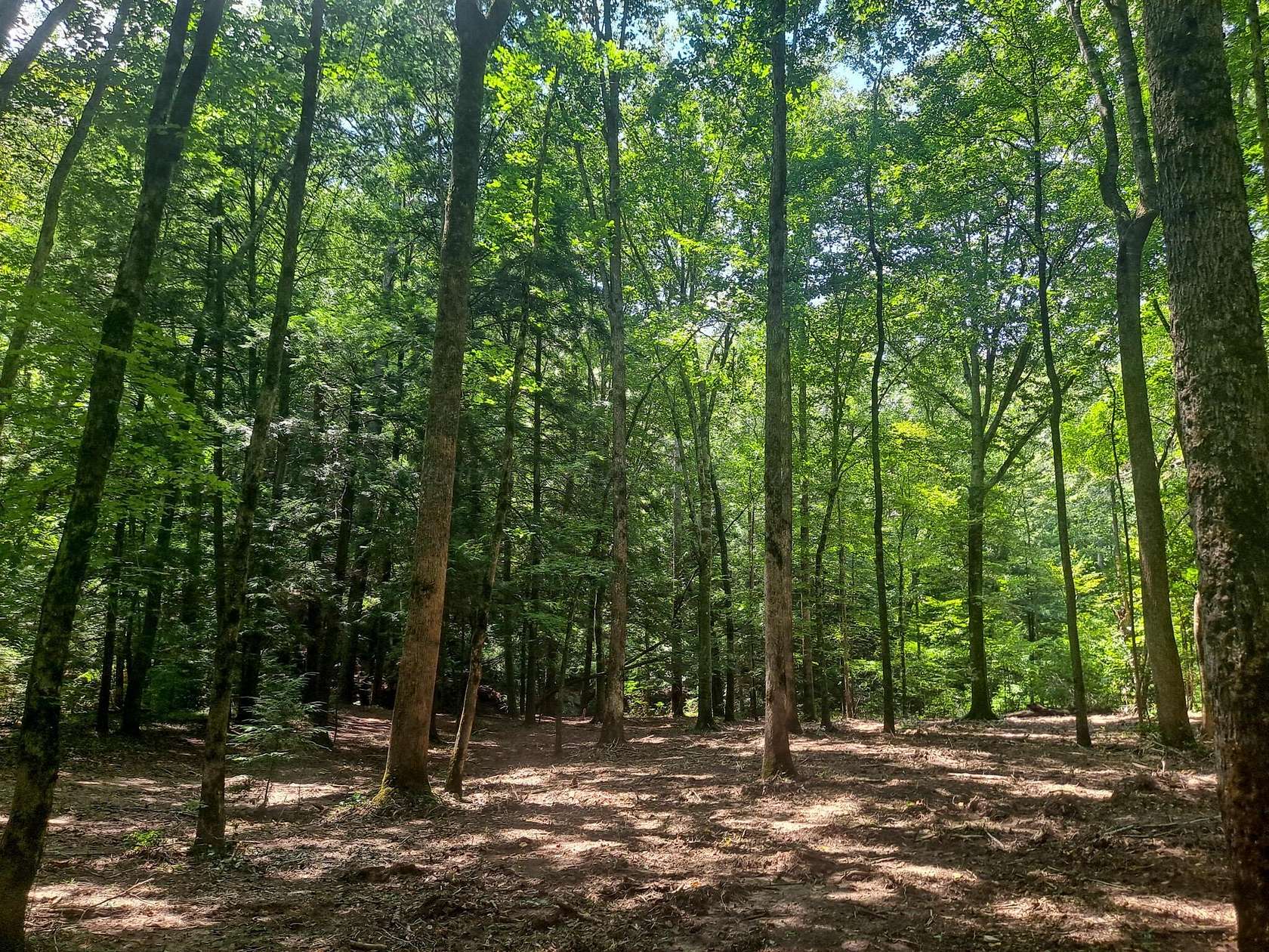 22 Acres of Recreational Land for Sale in Nauvoo, Alabama