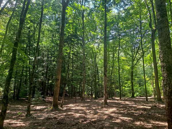 22 Acres of Recreational Land for Sale in Nauvoo, Alabama
