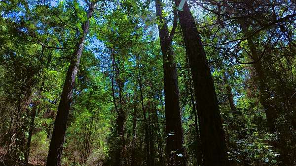 38.5 Acres of Recreational & Residential Land for Sale in Pittsburg, Texas
