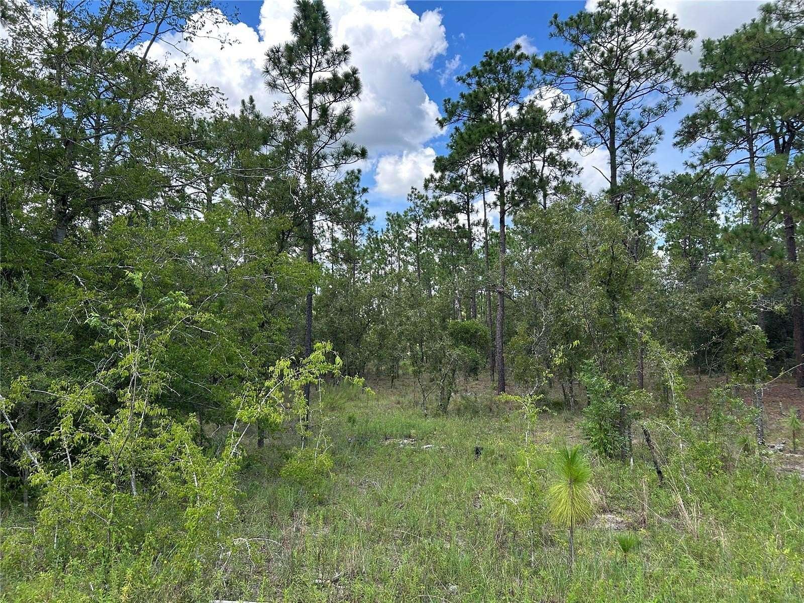 1.25 Acres of Residential Land for Sale in Morriston, Florida
