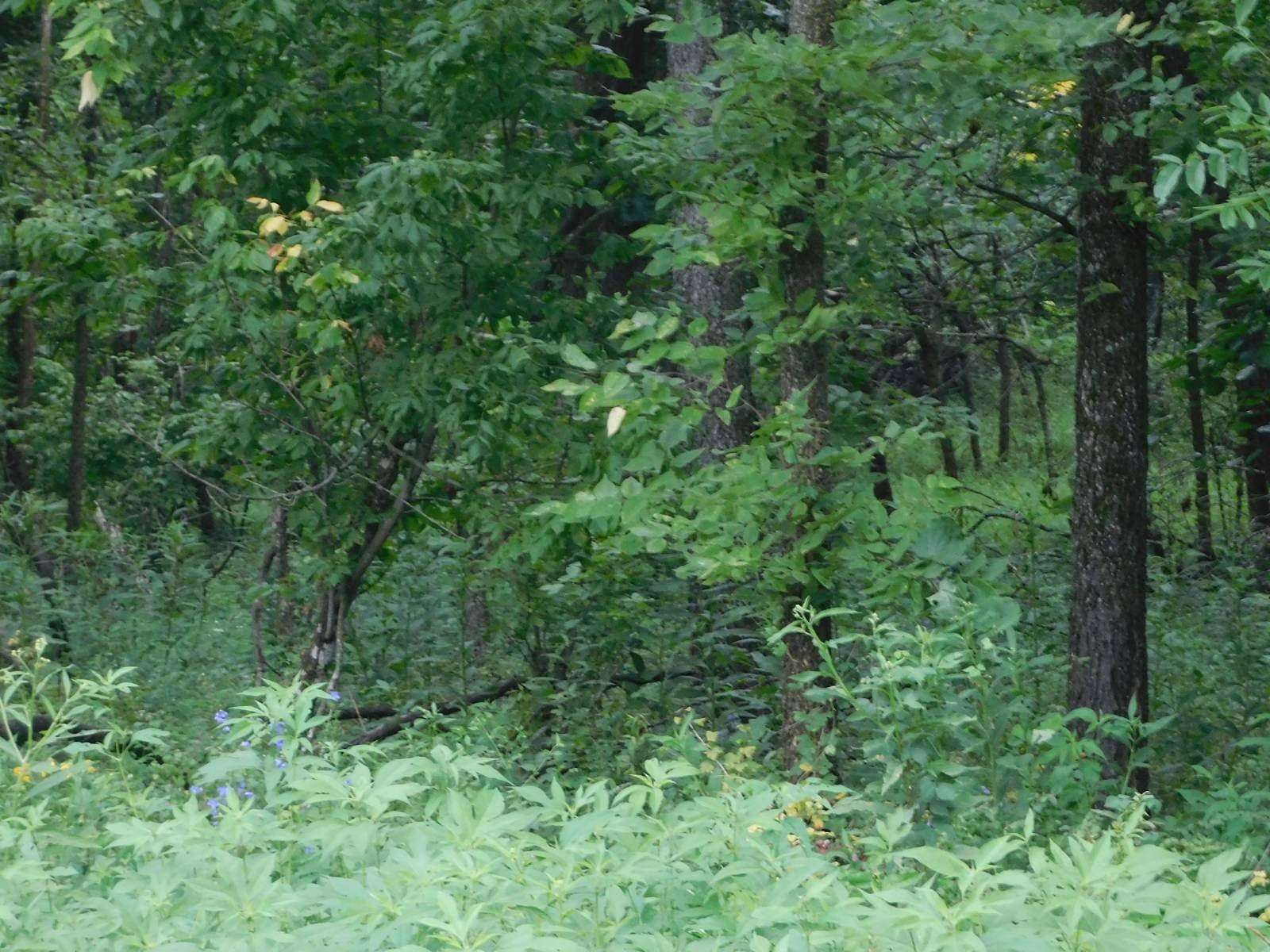 40 Acres of Land for Sale in Moberly, Missouri