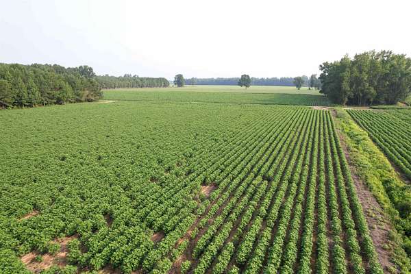 81.3 Acres of Recreational & Residential Land for Sale in Johnsonville, South Carolina