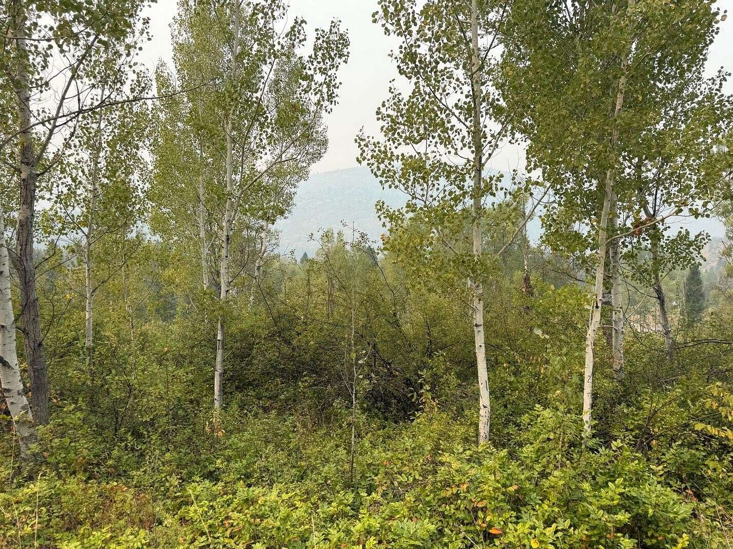 10 Acres of Recreational & Residential Land for Sale in Colville, Washington
