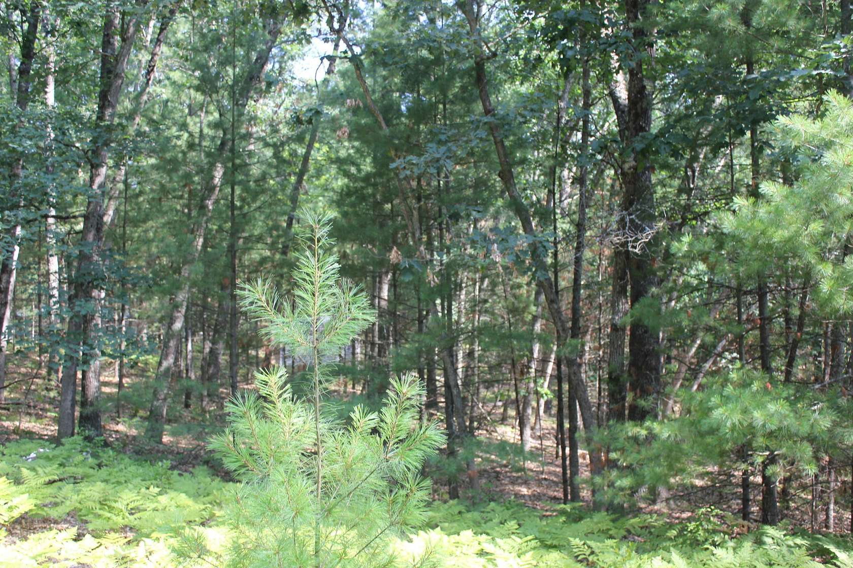 0.9 Acres of Land for Sale in Baldwin, Michigan
