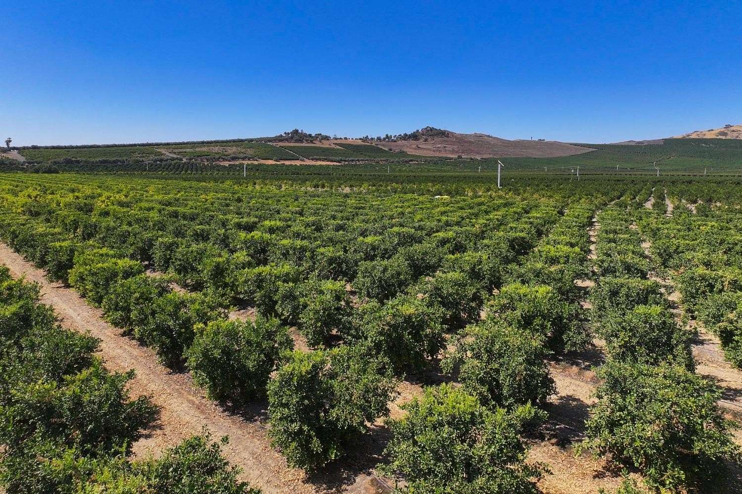 27.2 Acres of Land for Sale in Dinuba, California