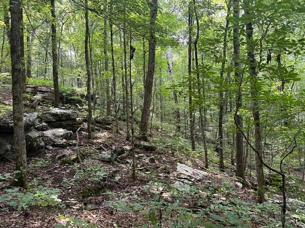 53.6 Acres of Land for Sale in New Hope, Alabama