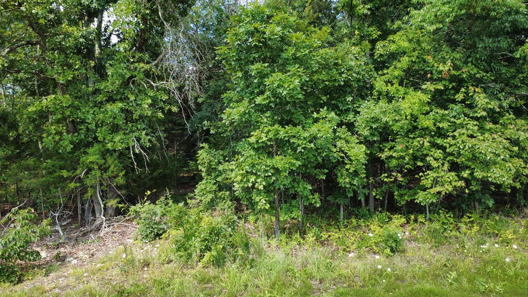 74.5 Acres of Recreational & Residential Land for Sale in West Plains, Missouri