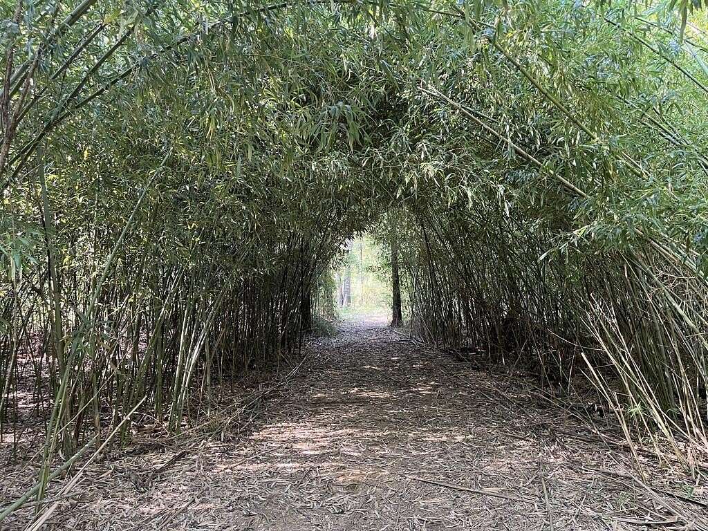 24.6 Acres of Recreational Land for Sale in Huntington, Texas