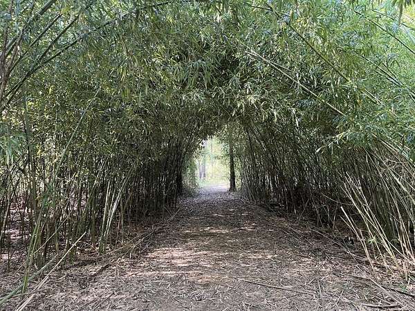 24.6 Acres of Recreational Land for Sale in Huntington, Texas