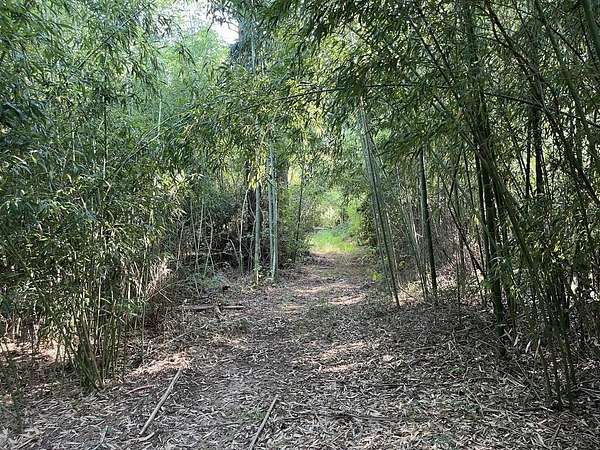 5.6 Acres of Residential Land for Sale in Huntington, Texas