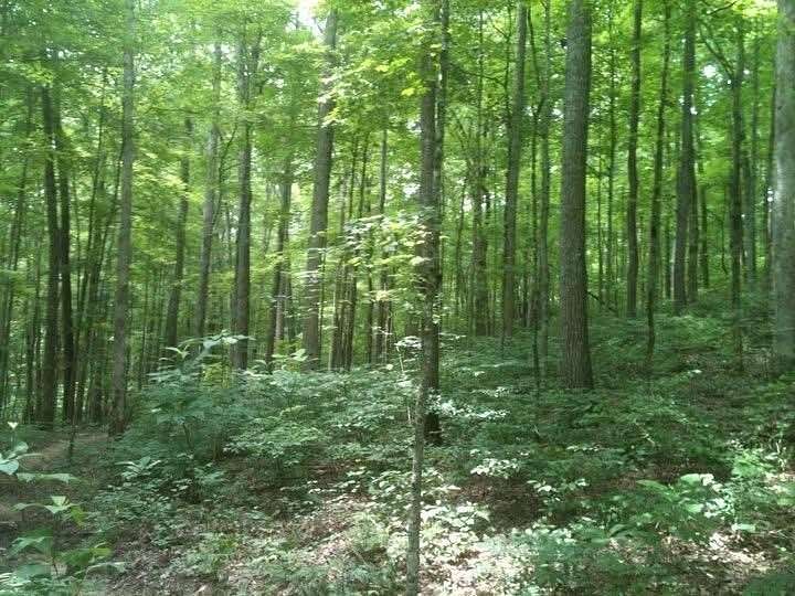65 Acres of Recreational & Residential Land for Sale in Dewitt, Kentucky