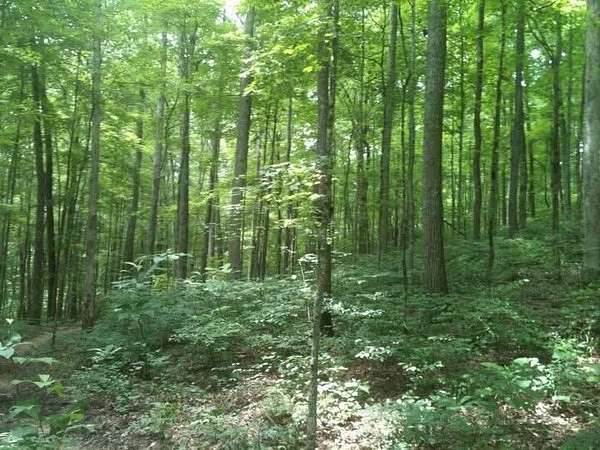 65 Acres of Recreational & Residential Land for Sale in Dewitt, Kentucky