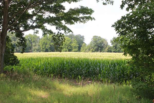 40 Acres of Recreational Land for Auction in Burlington, Michigan