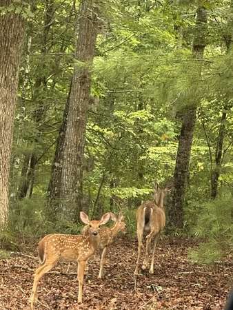 0.57 Acres of Residential Land for Sale in Ellijay, Georgia
