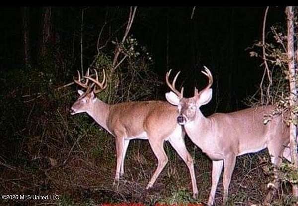 37.9 Acres of Recreational Land for Sale in McComb, Mississippi